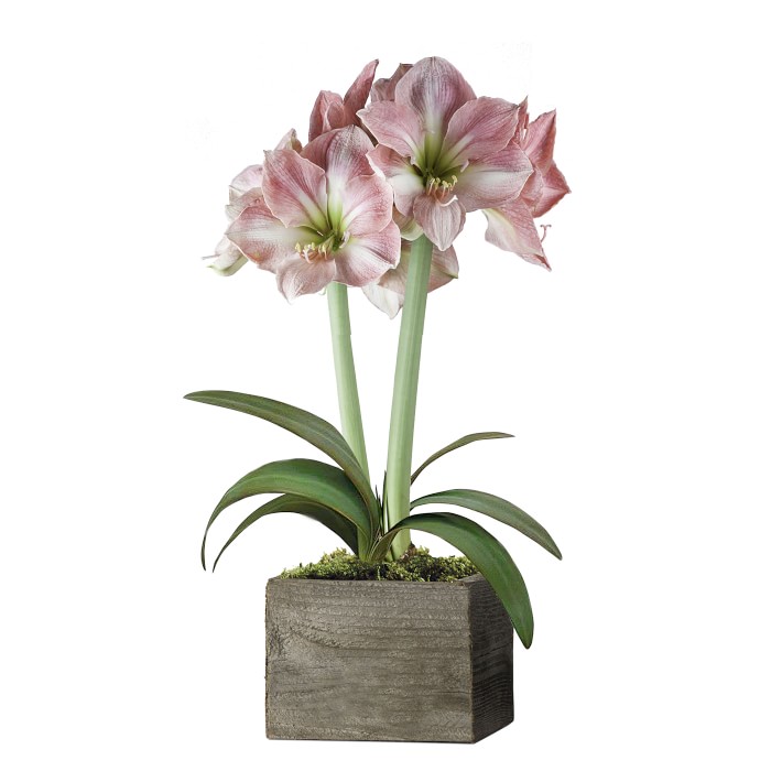 Fresh Pink & White Amaryllis in Wooden Planter