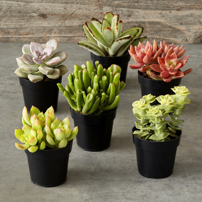 Live Succulents