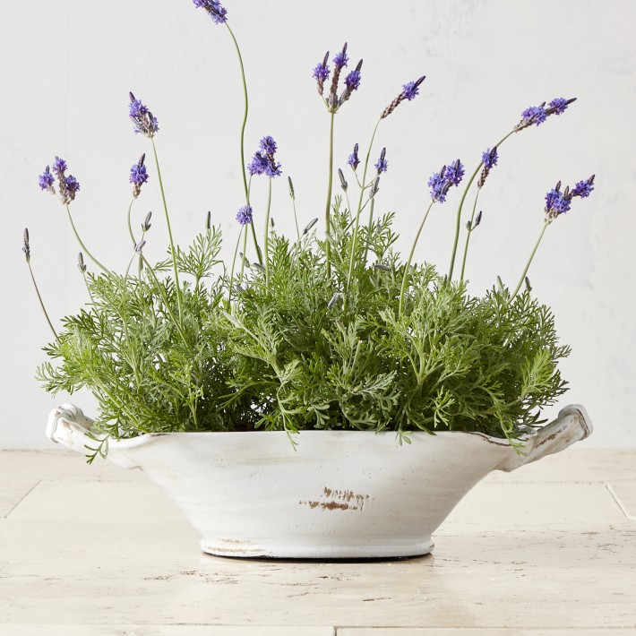 Avignon Basket Planter
