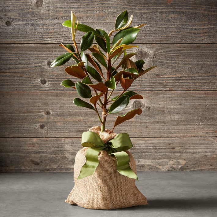 Live Mini Magnolia Tree