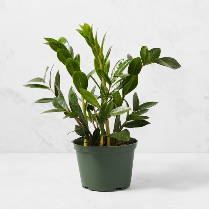 6" Live ZZ House Plant