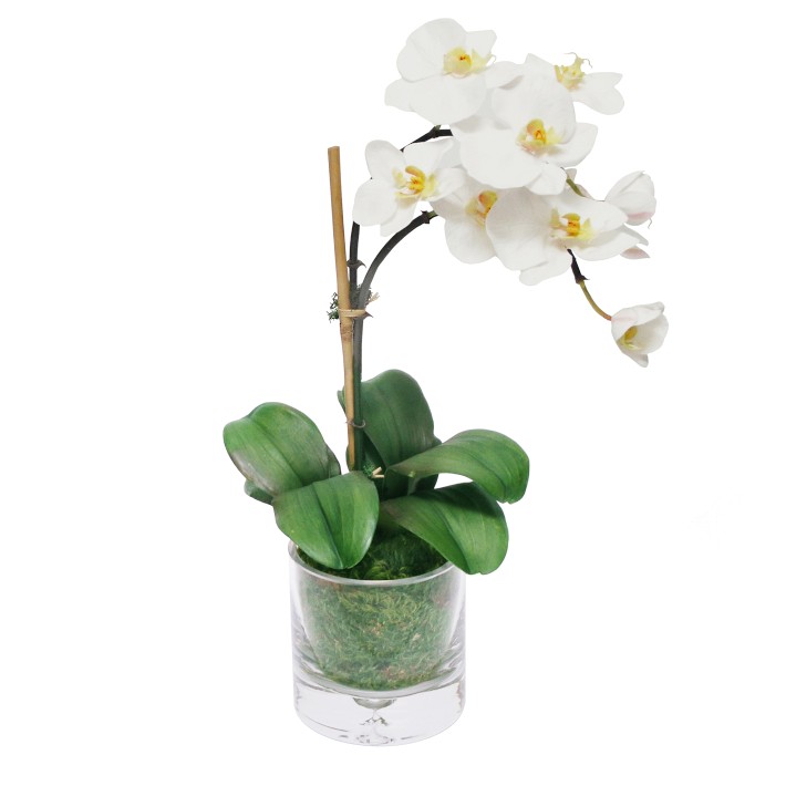 Faux Orchid Phalaenopsis in Glass Vase