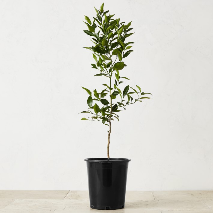 Semi Dwarf Live Dancy Tangerine Tree