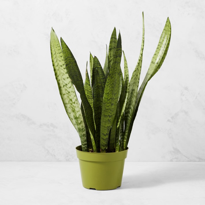6" Live Sansevieria Snake House Plant