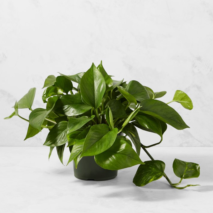 6" Live Pothos House Plant