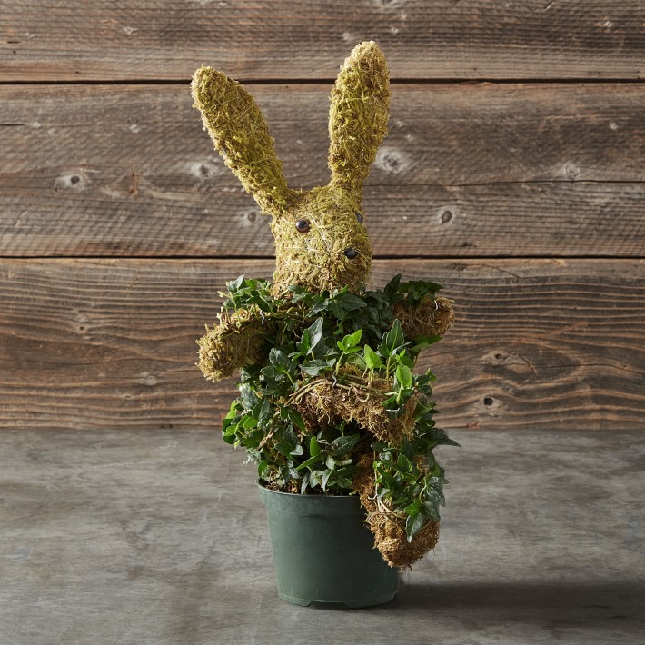 Potted Easter Bunny Ivy & Moss Live Topiary