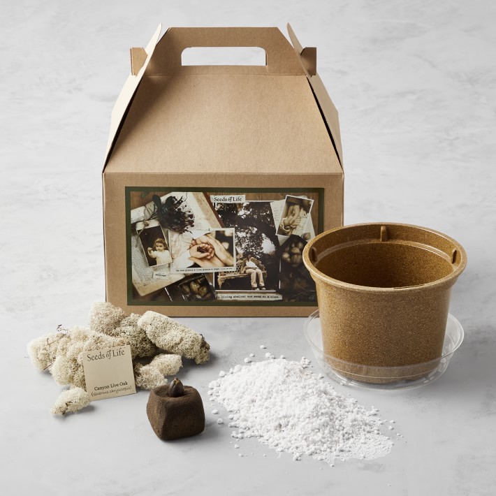 Oak Tree Growing Kit