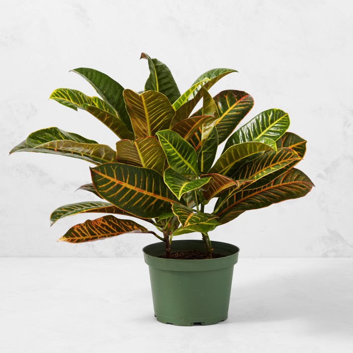 6" Live Croton House Plant