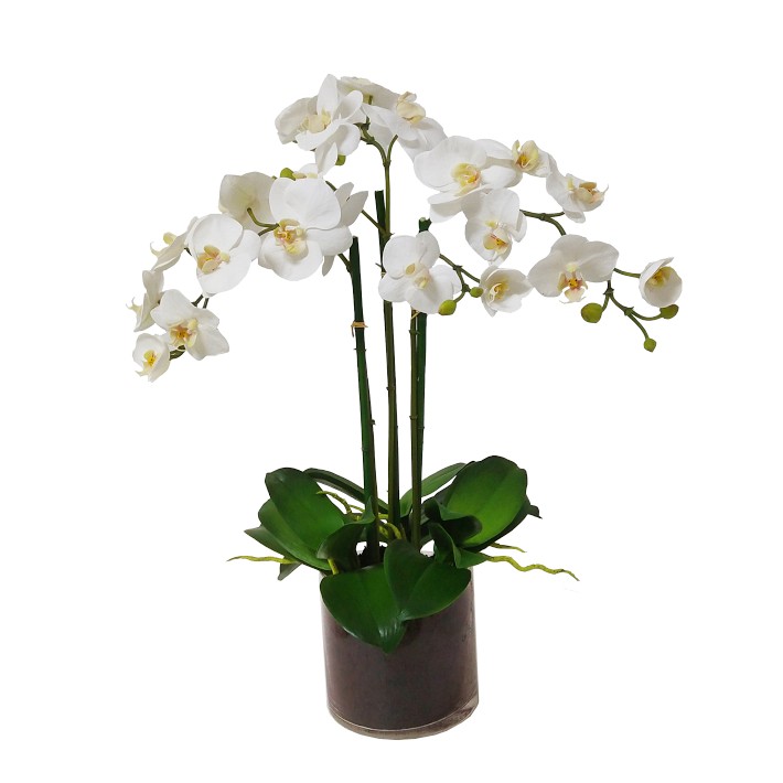 Faux Orchid Phalaenopsis in Round Glass Planter