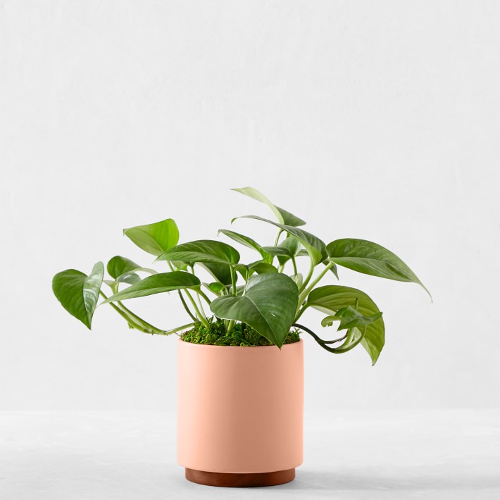 Live Medium Jade Pothos Indoor House Plant in Pink Pot