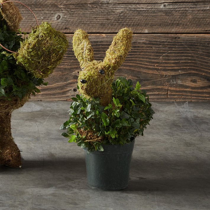 Baby Ivy & Moss Easter Bunny Live Topiary