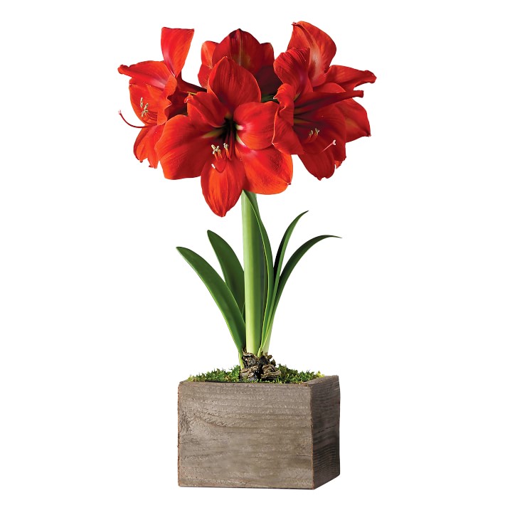 Fresh Red Amaryllis in Wooden Planter