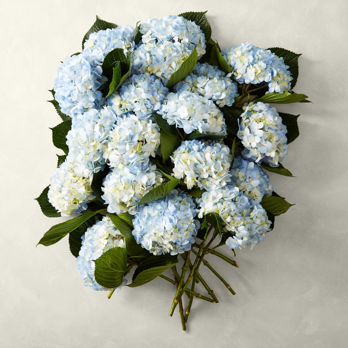 Fresh Hydrangea Bunches, 18 Stems