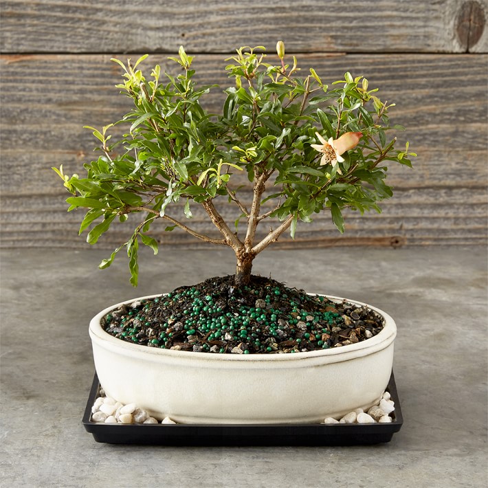 6" Live Dwarf Pomegranate Bonsai