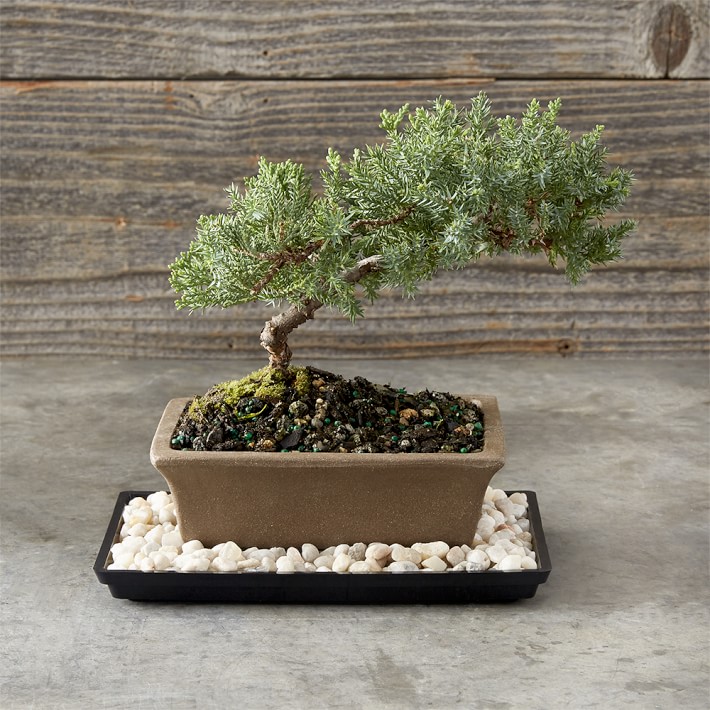 6" Live Green Mound Juniper Bonsai