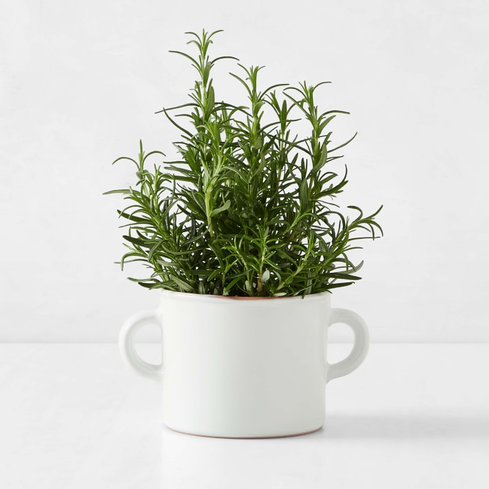 Italian Olive Jar Planter, White