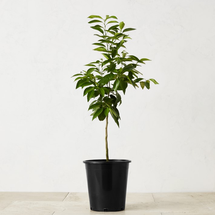 Semi Dwarf Live Tangelo Citrus Tree