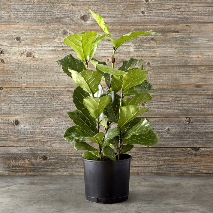 10" Live Fiddle Leaf Tree
