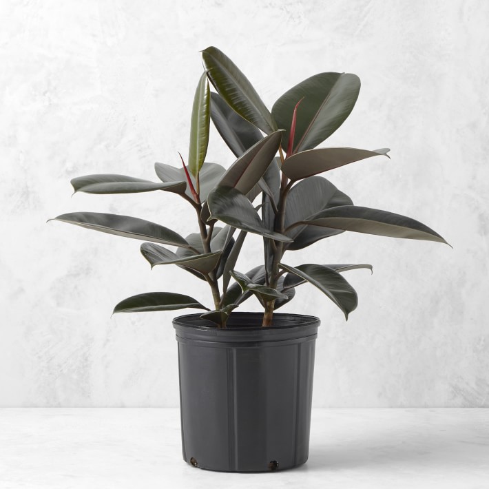 Live Burgundy Rubber Tree Floor Plant