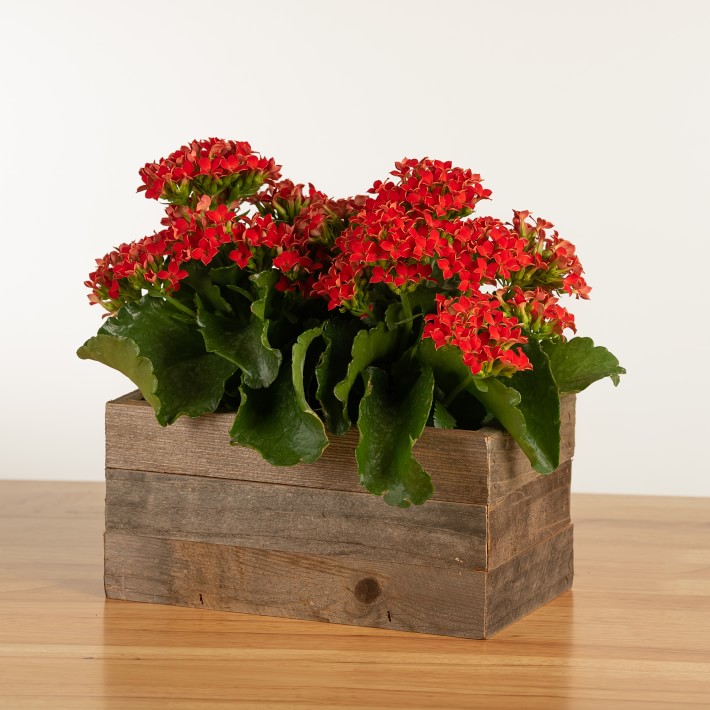 4" Live Double Kalanchoe in Reclaimed Wood Planter