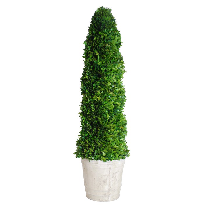 Preserved Boxwood Spiral Topiary