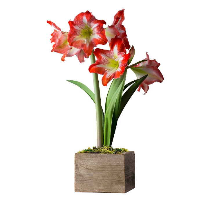 Fresh Red & White Amaryllis in Wooden Planter
