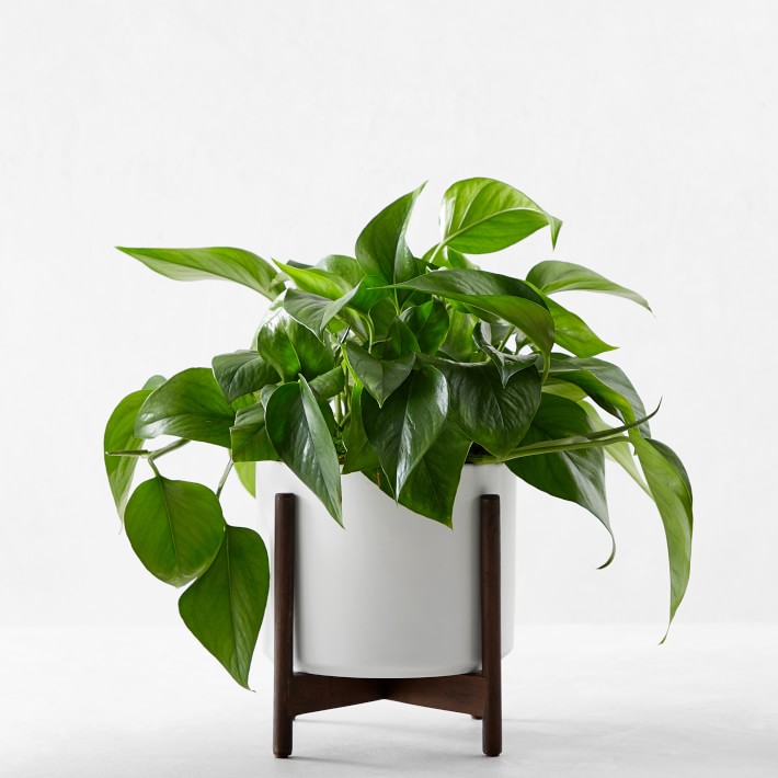 Live Medium Jade Pothos Indoor House Plant