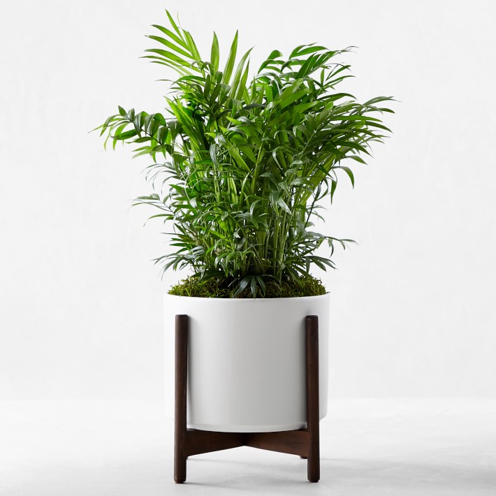 Live Medium Parlor Palm Indoor House Plant