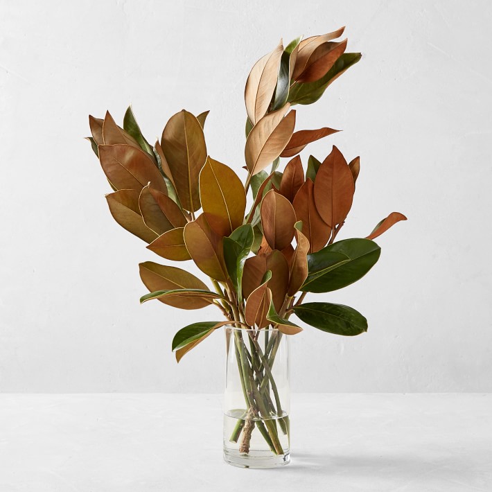 Fresh Magnolia Branches