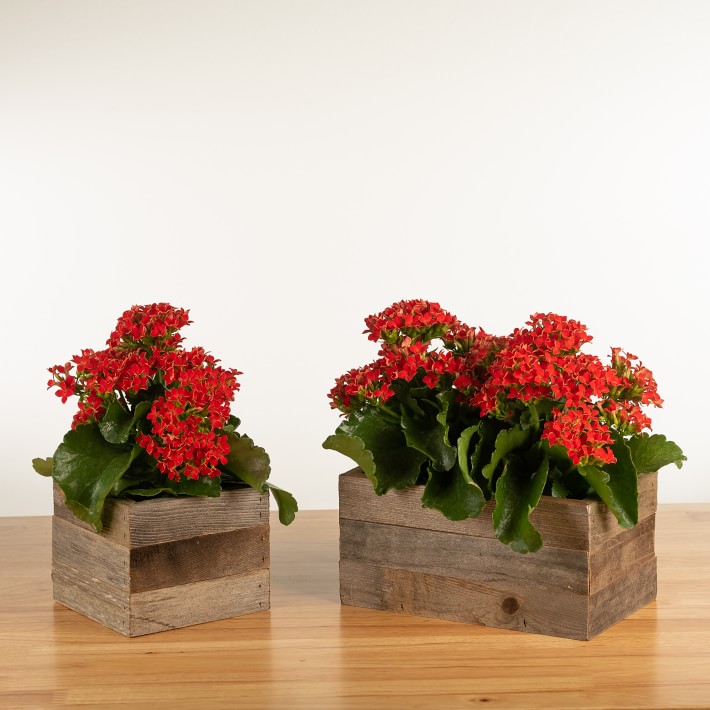 4" Live Kalanchoe in Reclaimed Wood Planter